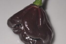 Last little surprise chocolate Carolina Reaper of the season