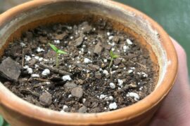 Scorpions Broke Ground!