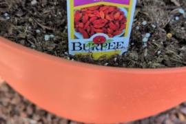 Need some advice about this ghost pepper