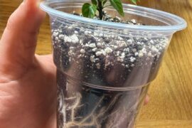 Should I repot?