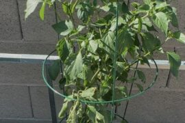 First year gardening. Is she okay?