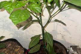 Pruning tips