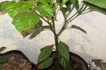 Pruning tips