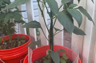 What makes ‘bushy’ peppers?