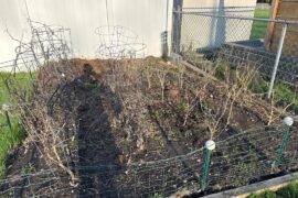 Progress in the garden bed