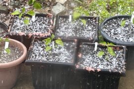 Hail damage