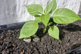 First time growing anything really (malagueta pepper - Brazil)
