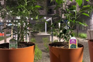 First Time Pepper Grower