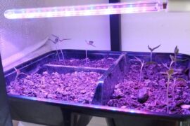 I brought a grow light online. Is this close enough to the plant? This is my first time using one.