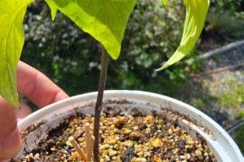 Noticed a late sprouting Biquinho Black seedling