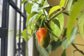 what kind of pepper is this?