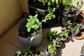 Are my 3-month-old peppers permanently stunted?