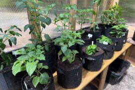 Month 3- out to the greenhouse!