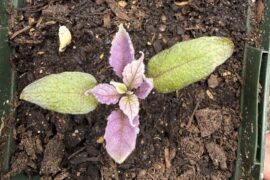 Update on Pink Tiger Seedling