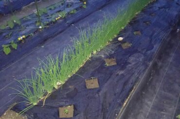 Fertilizer schedule?