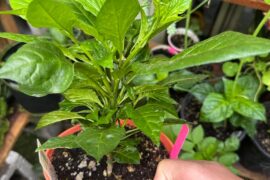 Why is this Carolina Reaper a GOD DAMN BUSH