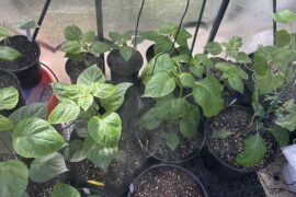 Good morning from the greenhouse.