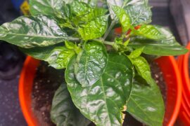 Question about plant health (new to hot peppers)