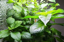 In case anyone was wondering how starting in hydroponics/Aerogarden would go.