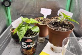 Living in an apartment without a garden