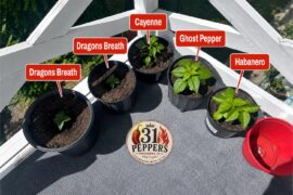 Hot peppers looking good!