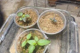 Thanks to everyone's tips about needing to use seed starting soil these are growing strong now. How soon are they are ready to go into bigger pots outside? I'm in South Central Texas.