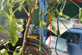 Why is this set of leaves drooping?