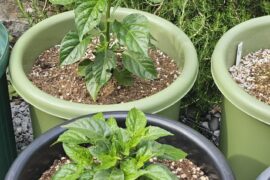 twin plants: accidentally topped vs. not topped
