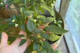 ID Request for old, tiny peppers