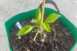Aji Mango growth ok?