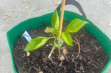 Aji Mango growth ok?