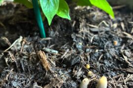 Mushrooms growing in chilli pots and only chilli pots. Is this ok/normal?