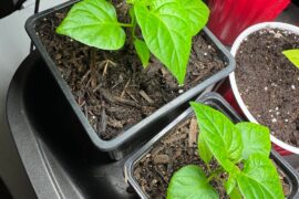 Trinidad Scorpion & Carolina Reaper