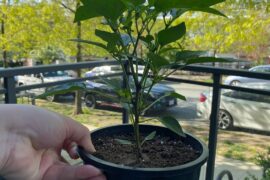 Should I keep pinching flowers off?