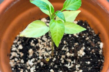 5 months old Chilis, why so slow?