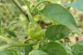 What's happening with my habanero plant?