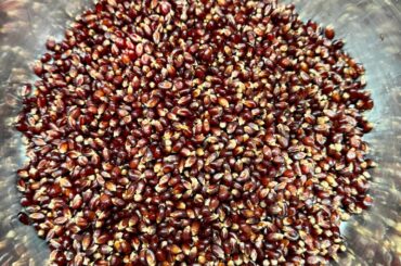 How to nixtamalize corn (with photos)