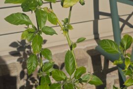 Should I cull some of my Habenero's peppers or flowers?