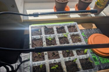 2nd Year Growing Progress