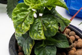 MOA scotch bonnets on full strength weed nutes