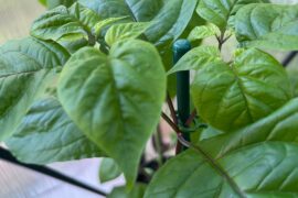 Natural branching has begun on the Pink Tigers and Goat Brains plants