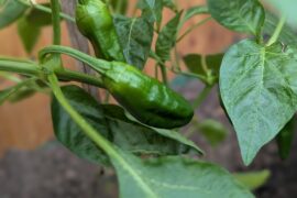 Getting some nice growth even after planting them. I hope I am getting even more when the roots reach the cow manure in the ground. Also Hungarian wax grows funny.