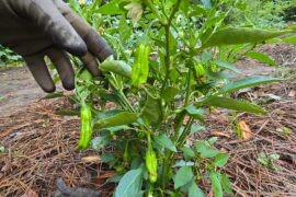 Question about Shishitos
