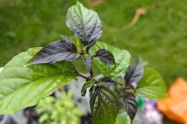 Help id'ing this plant