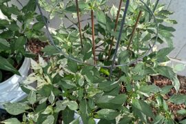 My peppers update