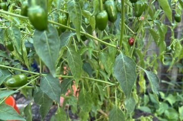 I need help with IDENTIFYING this pepper