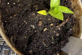 Is my Yellow Biquinho nutrient deficient?