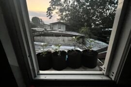 Waiting for their morning light