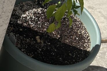 Advice for Skyline Thai Chili plant