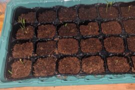 Can I safely transplant sprouted seeds out of the same cell of the tray?